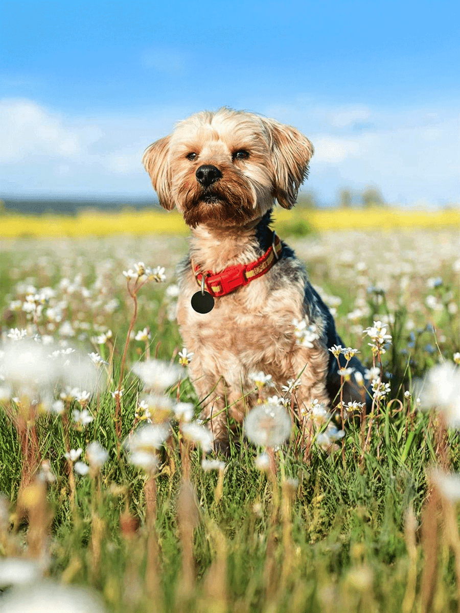 Pet's Tags Secondary image